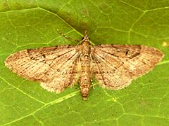 Geometrid Moth